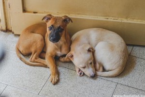 Rühesség kutyáknál: okok, tünetek és kezelési lehetőségek