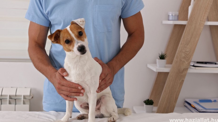 Oltási felhívás Lyme kór ellen - így védheted meg kutyádat!
