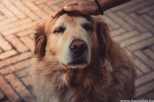 Demencia kutyáknál: okok és tünetek