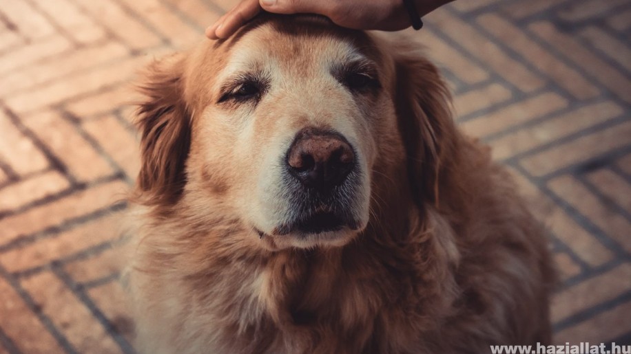 Demencia kutyáknál: okok és tünetek