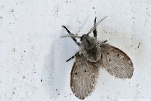 Életveszélyes szúnyogok fenyegetik a Horvátországban nyaralókat