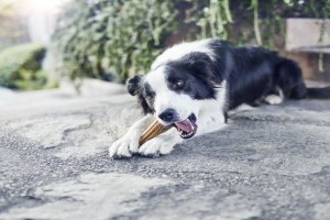 Így gondoskodjon kutyája egészséges szájhigiéniájáról