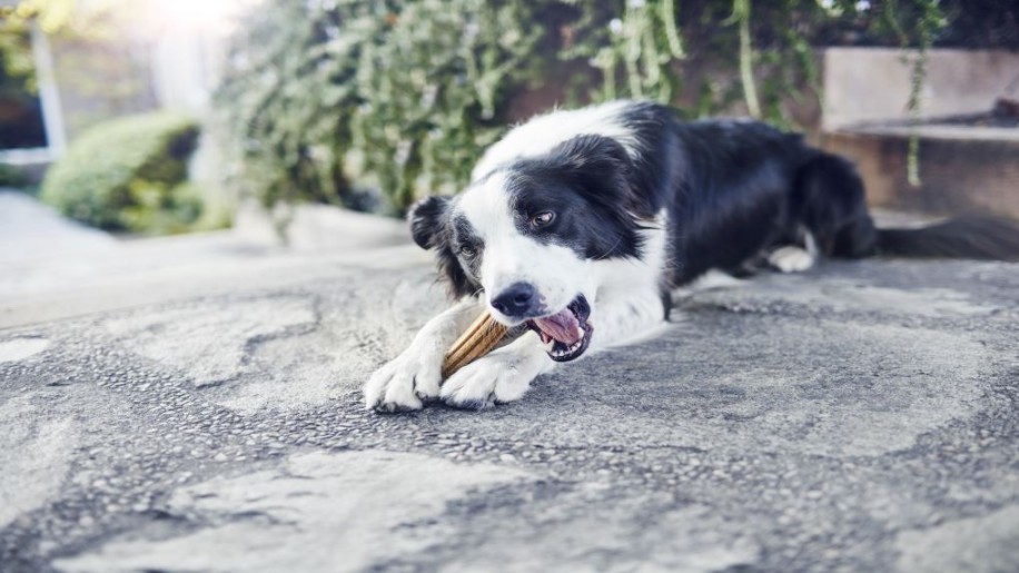 Így gondoskodjon kutyája egészséges szájhigiéniájáról