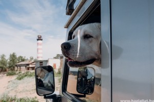 A hőguta kezelése kutyáknál - 5 tipp, ami életet menthet