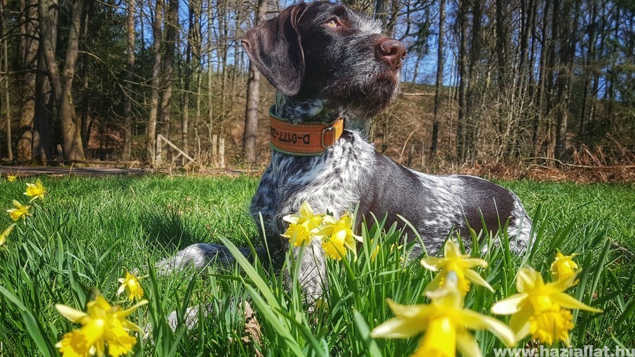 Mire figyelj, ha tavasszal kirándulni mész a kutyáddal?