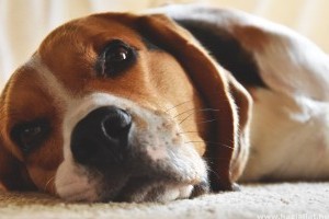 Ezek a kutya reflux tünetei és kezelési lehetőségei