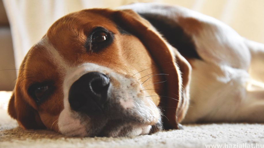 Ezek a kutya reflux tünetei és kezelési lehetőségei
