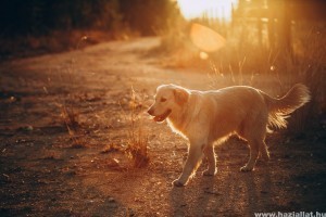 Kutya és macska fertőzések, betegségek, amik tavasszal és nyáron a leggyakoribbak