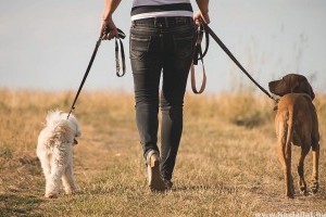 Kutyasétáltatók figyelem! Indul az őszi rókavakcinázás