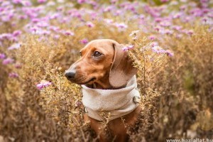 5 kutyabetegség, amit a kullancsok és bolhák átadhatnak a kutyáinknak (x)