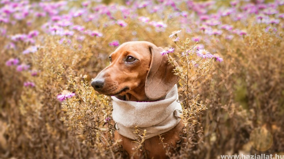 5 kutyabetegség, amit a kullancsok és bolhák átadhatnak a kutyáinknak (x)