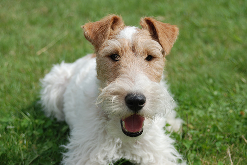 Fox-terrier