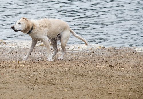 Fontos, hogy a kutya étkezési és mozgási szokásai állandók legyenek.