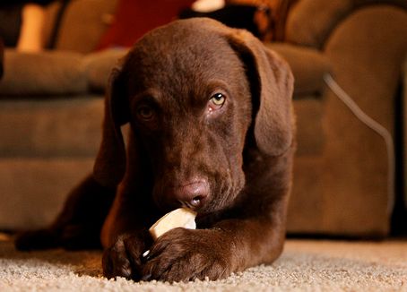 Chesapeake Bay retriever, retriever, kutyafajták