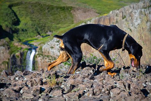 dobermann, kutya, betegség