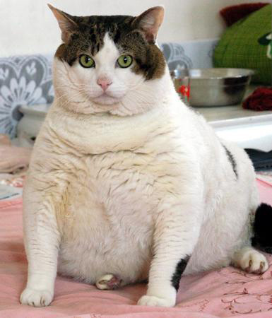Kövér macska