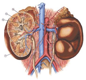 kutya, betegség, veseelégtelenség, kezelés, étrend, állatorvos, megelőzés, tünetek, diagnosztizálás