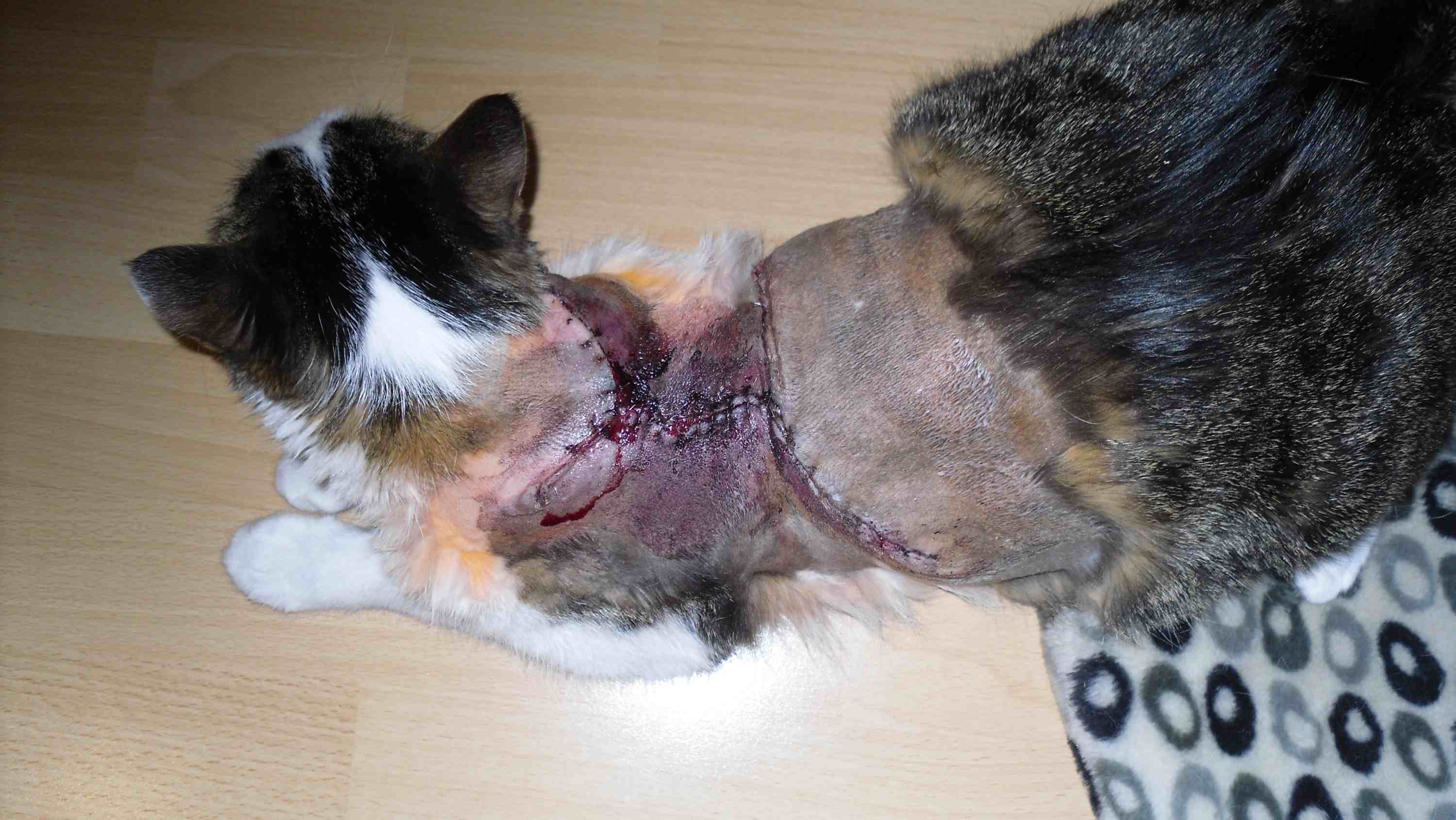 macska, fibrosarcoma, kezelés, terápia