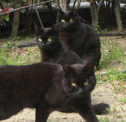 macska, cica, macskás kép, cicás kép, fekete cicák, fekete macskák