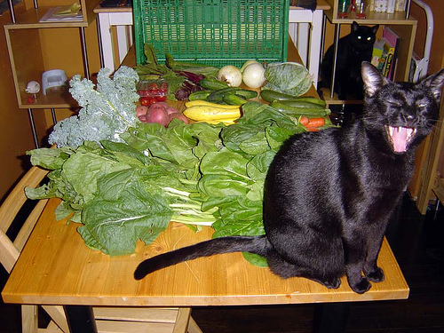 macska, cica, macskás kép, cicás kép, macska zöldség