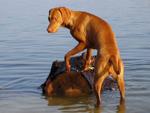 Vizsla a vízben