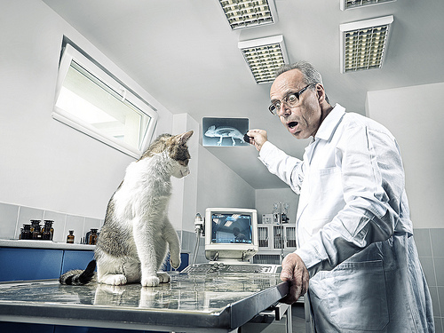 állatorvos, veterinar, rendelő, gyógyítás