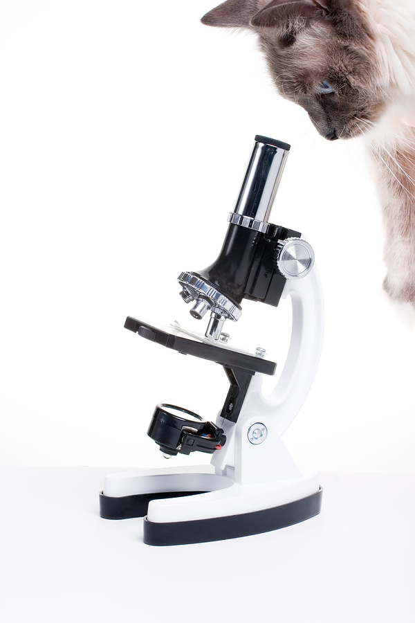 macska mikroszkóppal