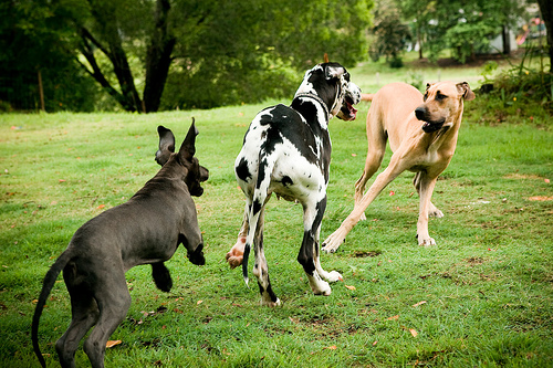 3 német dog játszik