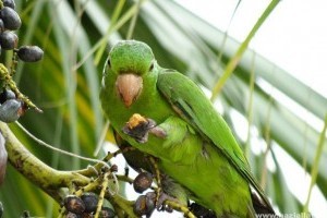 Pávua papagáj: feltűnően kedves madár