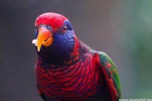 Díszmadarak etetése: mit és hogyan adjunk a papagájoknak?