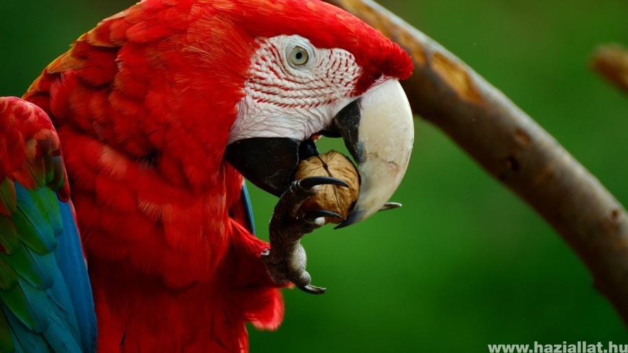 Meddig él egy papagáj?