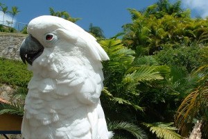 A fehérbóbitás kakadu (Cacatua alba)