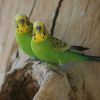 Mi a különbség a standard és a normál hullámos papagáj között?