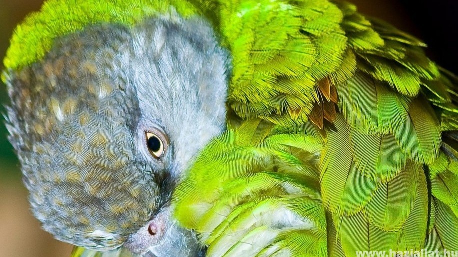 A szenegáli papagáj szeretetreméltó és bájos madár