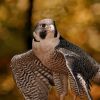 A vándorsólyom (Falco peregrinus)