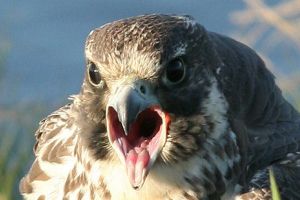 A vándorsólyom (Falco peregrinus)