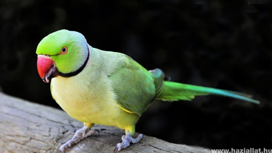 Ők a legnépszerűbb beszélő papagájok