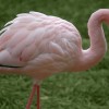 Érdekes tudnivalók a flamingóról