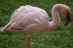 Érdekes tudnivalók a flamingóról