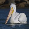 Az orrszarvú pelikán (Pelecanus erythrorhynchos)