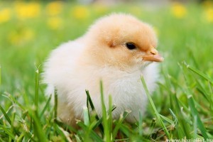 Húsvéti állatok: csibe, kacsa és nyuszi