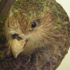 A kakapó (bagolypapagáj), kea és kaka- Új-Zéland veszélyeztetett papagájai
