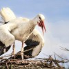 Eltévedt fehér gólyákat mészároltak le Máltán