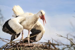 Eltévedt fehér gólyákat mészároltak le Máltán
