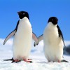 Megtalálták a legmagasabb pingvint
