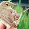 Új madárfaj, kis geze bukkant fel Magyarországon