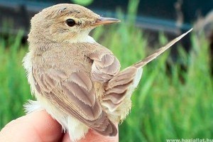 Új madárfaj, kis geze bukkant fel Magyarországon