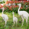 Három fehér nandufióka kelt ki a Nyíregyházi Állatparkban