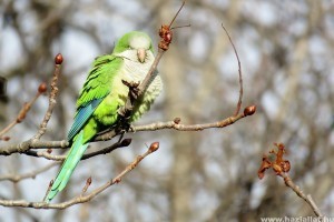 Papagájkolóniák veszélyeztetik Madrid őshonos madarait