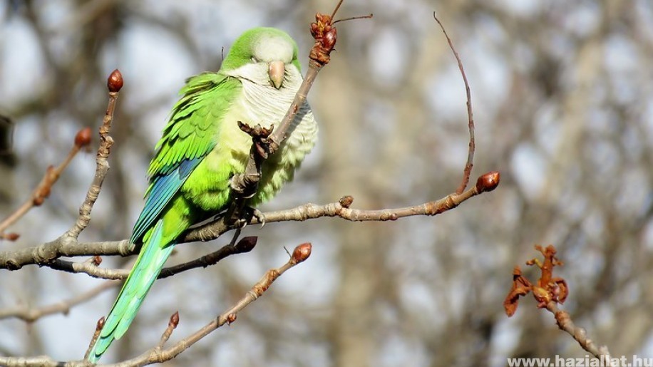Papagájkolóniák veszélyeztetik Madrid őshonos madarait